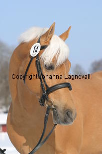 jarno_5422.jpg