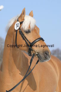 jarno_5424.jpg