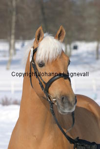 jarno_5425.jpg