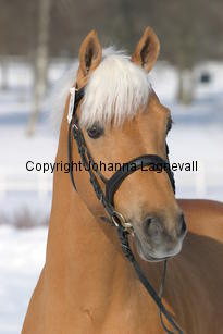 jarno_5426.jpg