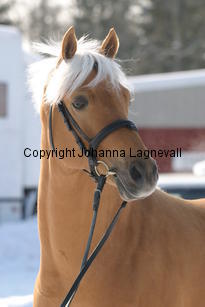 jarno_5427.jpg