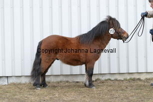 kronbladsleonardo_6257.jpg