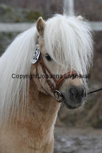 stjarnenspatrick_6418.jpg
