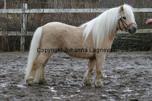 stjarnenspatrick_6421.jpg