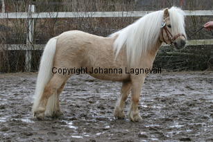 stjarnenspatrick_6422.jpg