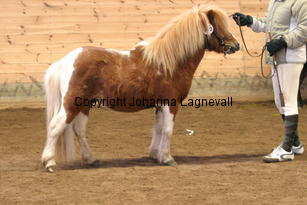 valentinoiivomellernbrook_6349.jpg