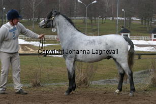 asgardssirvas_5997.jpg