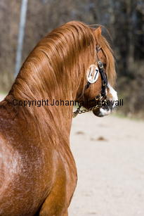 acrobatii_9220-2.jpg