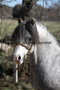 molstabergslysander_9204.jpg