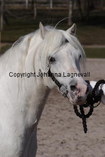 moondelightidefix_4998.jpg