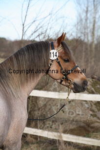 anellseminent_9406.jpg