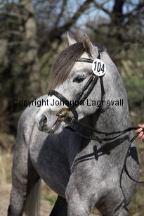 champion_9320.jpg