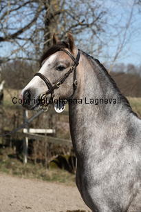 cwrtycadnomeredydd_9298.jpg