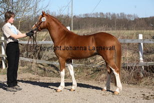 fulnahosary_9335.jpg