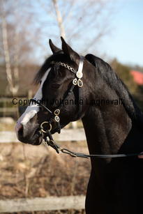 kenwoodsrightroyal_9325.jpg