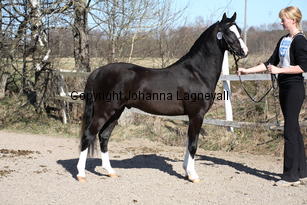 kenwoodsrightroyal_9328.jpg