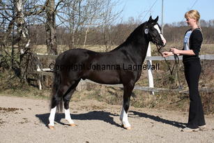 kenwoodsrightroyal_9331.jpg