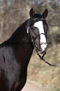 kenwoodsrightroyal_9334.jpg