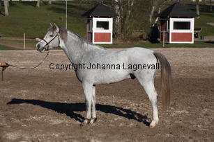kulltorpshampus_8976.jpg