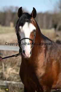 simbergfender_9315.jpg