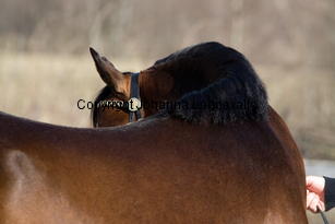 simbergfender_9324-2.jpg