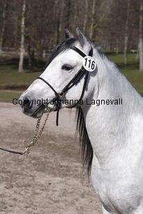 smirnoffafolandia_4944.jpg