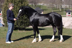 blaiddstorm_5003.jpg