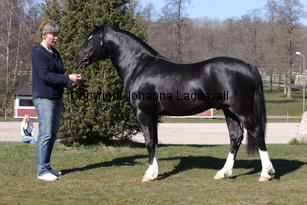 blaiddstorm_5005.jpg