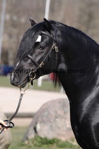 blaiddstorm_5010.jpg
