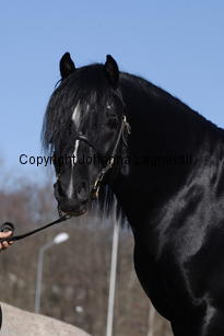 blaiddstorm_5011.jpg