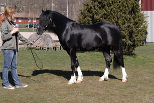 blaiddstorm_5017.jpg