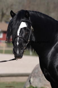 blaiddstorm_5019.jpg