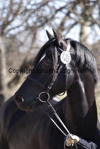 fronarthbobbyjo_5032.jpg