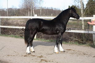 pentyparcshonnynddu_9392.jpg