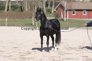 southcoastblackjack_4946.jpg