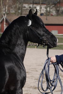 southcoastblackjack_4948.jpg