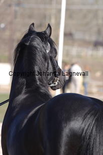 southcoastblackjack_4950.jpg