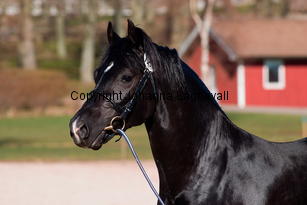 southcoastblackjack_4952-2.jpg