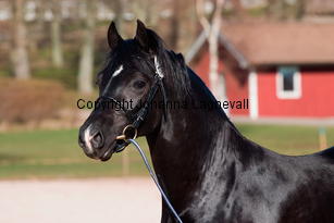 southcoastblackjack_4953-2.jpg