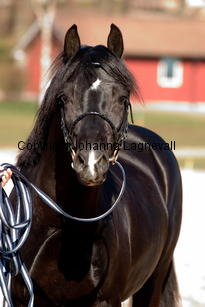 southcoastblackjack_4955-2.jpg