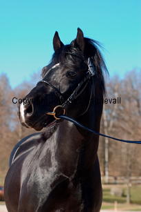 southcoastblackjack_4956-2.jpg