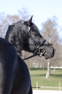 southcoastblackjack_4958.jpg