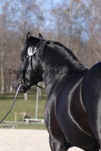 southcoastblackjack_4959.jpg