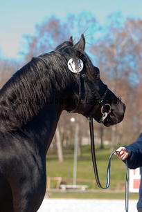 southcoastblackjack_4960-2.jpg