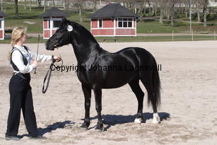 southcoastblackjack_5028.jpg