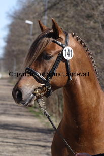 bcapriole_5057.jpg