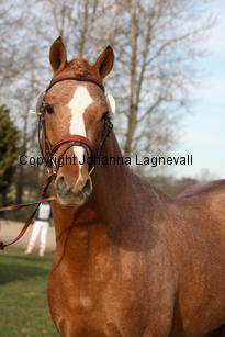 coralcrown_9464.jpg