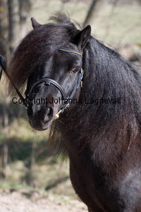 alvasenslatcho_9700-2.jpg
