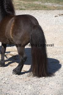 kameleonvbangaerde_9590.jpg