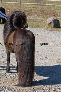 kameleonvbangaerde_9591-2.jpg
